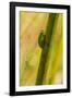 A Dwarf Green Tree Frog-Mark A Johnson-Framed Photographic Print