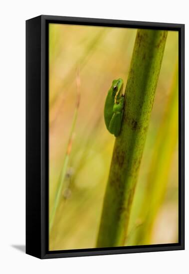 A Dwarf Green Tree Frog-Mark A Johnson-Framed Stretched Canvas