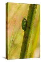 A Dwarf Green Tree Frog-Mark A Johnson-Stretched Canvas