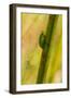 A Dwarf Green Tree Frog-Mark A Johnson-Framed Photographic Print