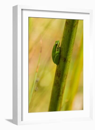 A Dwarf Green Tree Frog-Mark A Johnson-Framed Photographic Print