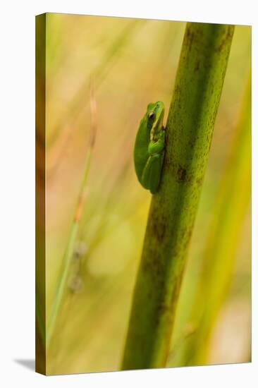A Dwarf Green Tree Frog-Mark A Johnson-Stretched Canvas