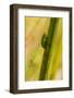 A Dwarf Green Tree Frog-Mark A Johnson-Framed Photographic Print