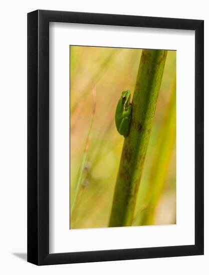 A Dwarf Green Tree Frog-Mark A Johnson-Framed Photographic Print