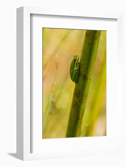 A Dwarf Green Tree Frog-Mark A Johnson-Framed Photographic Print