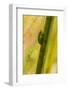 A Dwarf Green Tree Frog-Mark A Johnson-Framed Photographic Print