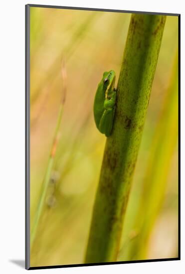 A Dwarf Green Tree Frog-Mark A Johnson-Mounted Photographic Print