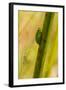 A Dwarf Green Tree Frog-Mark A Johnson-Framed Photographic Print