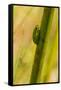 A Dwarf Green Tree Frog-Mark A Johnson-Framed Stretched Canvas