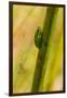 A Dwarf Green Tree Frog-Mark A Johnson-Framed Photographic Print