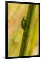 A Dwarf Green Tree Frog-Mark A Johnson-Framed Photographic Print