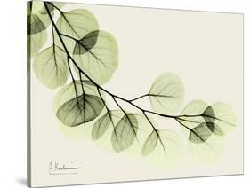 A Eucalyptus Moment-Albert Koetsier-Stretched Canvas