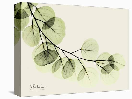 A Eucalyptus Moment-Albert Koetsier-Stretched Canvas