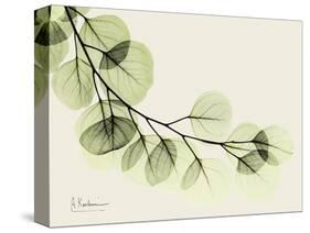 A Eucalyptus Moment-Albert Koetsier-Stretched Canvas