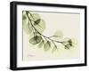 A Eucalyptus Moment-Albert Koetsier-Framed Art Print