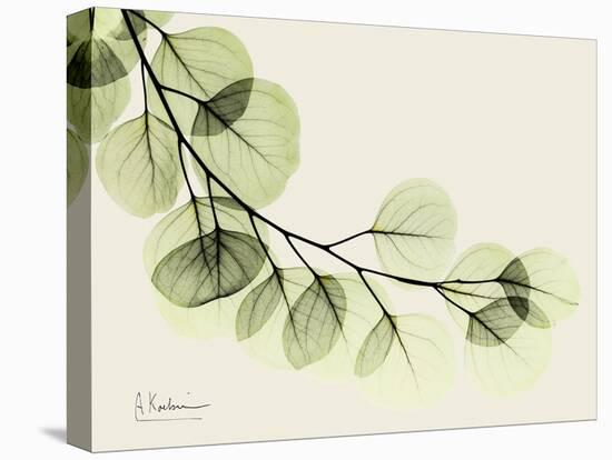 A Eucalyptus Moment-Albert Koetsier-Stretched Canvas