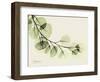 A Eucalyptus Moment-Albert Koetsier-Framed Art Print