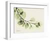 A Eucalyptus Moment-Albert Koetsier-Framed Art Print