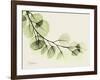 A Eucalyptus Moment-Albert Koetsier-Framed Art Print