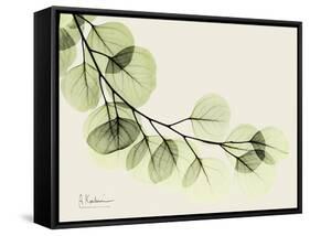 A Eucalyptus Moment-Albert Koetsier-Framed Stretched Canvas