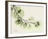 A Eucalyptus Moment-Albert Koetsier-Framed Art Print