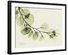 A Eucalyptus Moment-Albert Koetsier-Framed Art Print