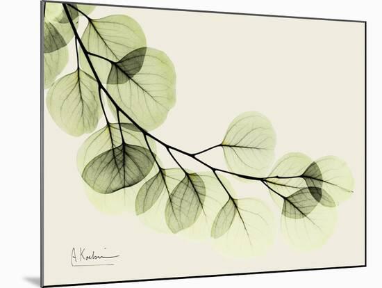 A Eucalyptus Moment-Albert Koetsier-Mounted Art Print