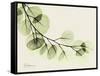 A Eucalyptus Moment-Albert Koetsier-Framed Stretched Canvas