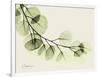 A Eucalyptus Moment-Albert Koetsier-Framed Art Print