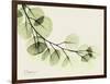 A Eucalyptus Moment-Albert Koetsier-Framed Art Print