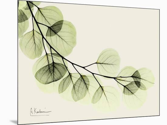 A Eucalyptus Moment-Albert Koetsier-Mounted Art Print