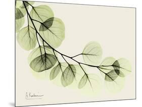 A Eucalyptus Moment-Albert Koetsier-Mounted Art Print