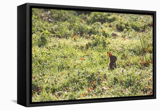A European Rabbit, Oryctolagus Cuniculus, Pops Up its Head in Grass in Sunlight-Alex Saberi-Framed Stretched Canvas