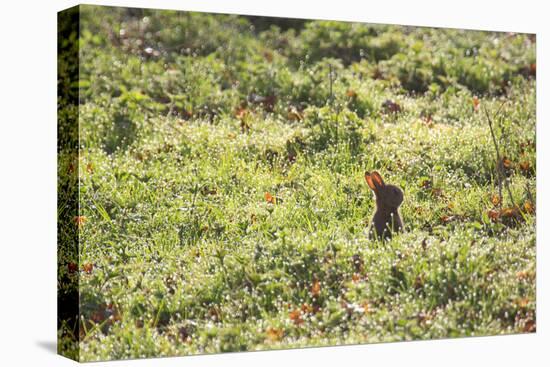 A European Rabbit, Oryctolagus Cuniculus, Pops Up its Head in Grass in Sunlight-Alex Saberi-Stretched Canvas