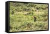 A European Rabbit, Oryctolagus Cuniculus, Pops Up its Head in Grass in Sunlight-Alex Saberi-Framed Stretched Canvas