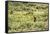 A European Rabbit, Oryctolagus Cuniculus, Pops Up its Head in Grass in Sunlight-Alex Saberi-Framed Stretched Canvas