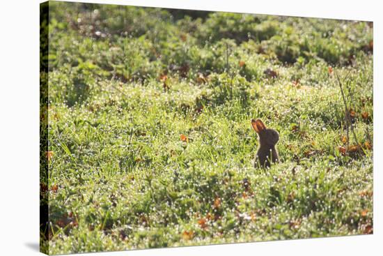 A European Rabbit, Oryctolagus Cuniculus, Pops Up its Head in Grass in Sunlight-Alex Saberi-Stretched Canvas