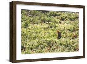 A European Rabbit, Oryctolagus Cuniculus, Pops Up its Head in Grass in Sunlight-Alex Saberi-Framed Photographic Print