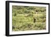 A European Rabbit, Oryctolagus Cuniculus, Pops Up its Head in Grass in Sunlight-Alex Saberi-Framed Photographic Print