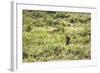 A European Rabbit, Oryctolagus Cuniculus, Pops Up its Head in Grass in Sunlight-Alex Saberi-Framed Photographic Print
