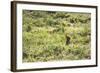 A European Rabbit, Oryctolagus Cuniculus, Pops Up its Head in Grass in Sunlight-Alex Saberi-Framed Photographic Print