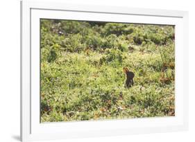 A European Rabbit, Oryctolagus Cuniculus, Pops Up its Head in Grass in Sunlight-Alex Saberi-Framed Photographic Print