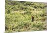 A European Rabbit, Oryctolagus Cuniculus, Pops Up its Head in Grass in Sunlight-Alex Saberi-Mounted Photographic Print