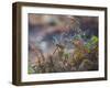 A European Robin Waits in the Autumn Colored Foliage of Richmond Park-Alex Saberi-Framed Photographic Print