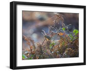 A European Robin Waits in the Autumn Colored Foliage of Richmond Park-Alex Saberi-Framed Photographic Print