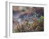 A European Robin Waits in the Autumn Colored Foliage of Richmond Park-Alex Saberi-Framed Photographic Print