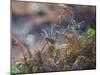 A European Robin Waits in the Autumn Colored Foliage of Richmond Park-Alex Saberi-Mounted Photographic Print