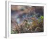 A European Robin Waits in the Autumn Colored Foliage of Richmond Park-Alex Saberi-Framed Photographic Print