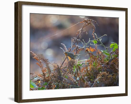 A European Robin Waits in the Autumn Colored Foliage of Richmond Park-Alex Saberi-Framed Photographic Print