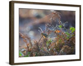 A European Robin Waits in the Autumn Colored Foliage of Richmond Park-Alex Saberi-Framed Photographic Print